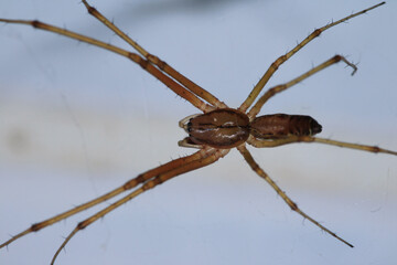 natural tetragnatha extensa spider macro photo