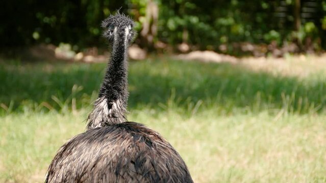 Emu (Dromaius novaehollandiae) looking around and preening in captivity