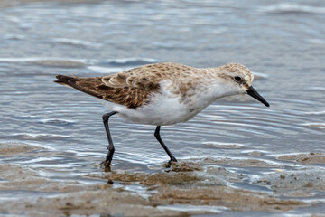 Red-necked Stint in Western Australia