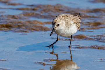 Red-necked Stint in Western Australia