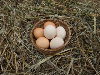 Hen / chicken eggs basket on the hey