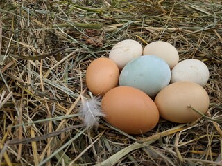 Hen / chicken eggs basket on the hey