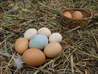 Hen / chicken eggs basket on the hey