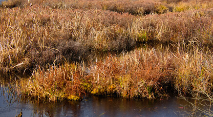 Autumn landscapes near a marsh in Canada in the province of Quebec