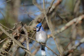 Beautiful blue jay perched on a branch in the Canadian forest in the fall