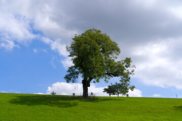 Scenic view of apple tree on hill at hamlet Ettenhausen, Canton Zürich, on a sunny late summer day. Photo taken September 1st, 2022, Ettenhausen, Switzerland.