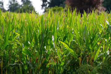 Close-up of agriculture corn field outside village of Kyburg, Canton Zürich, on a cloudy late summer day. Photo taken September 1st, 2022, Kyburg, Switzerland.