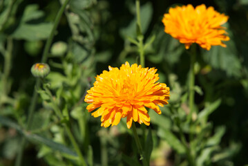 Close-up of beautiful calendula flower at castle garden on a sunny late summer day. Photo taken September 1st, 2022, Kyburg, Switzerland.