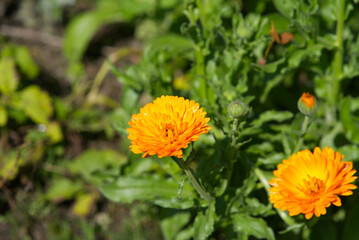 Close-up of beautiful calendula flower at castle garden on a sunny late summer day. Photo taken September 1st, 2022, Kyburg, Switzerland.