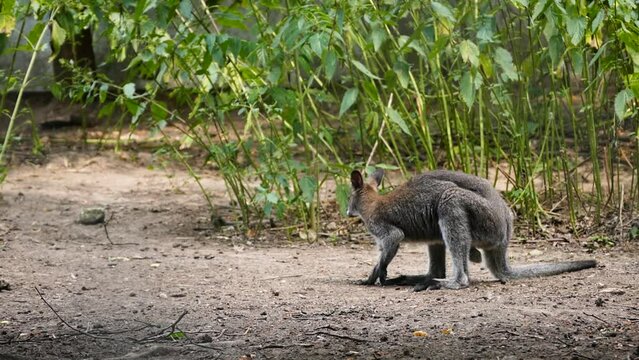 Red-necked wallaby or Bennett's wallaby (Notamacropus rufogriseus) male