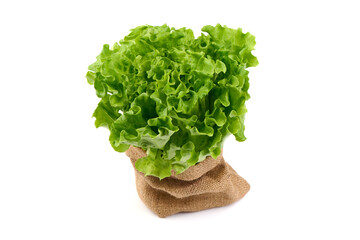 Lettuce Salad leaves, isolated on white background.