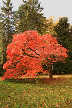 Beautiful red Japanese Maple in autumn. Vertical photo.