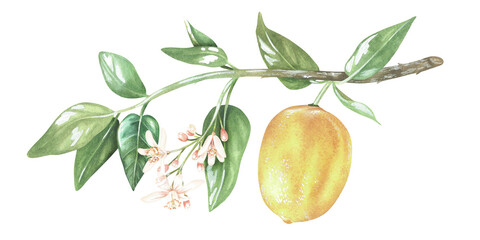 Yellow lemon on a branch with leaves and white flowers. Watercolor illustration. Isolated on a white background. For design stickers, nature prints, kitchen accessories, product packaging with citrus