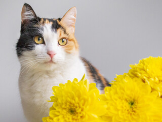 portrait of a tricolor cat and a bouquet of yellow chrysanthemums