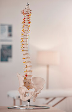 Spine Model, Bone And Chiropractic Office On Table, Desk Or Display For Learning, Education Or Advice. 3D Print, Human Bones And Background For Physiotherapy, Chiropractor Or Healthcare In Clinic