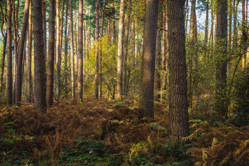 Fototapeta na wymiar An autumnal walk around Delamere Forrest in Cheshire