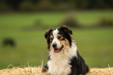 un chien de race berger australien 