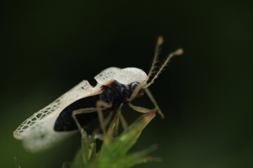 corythucha ciliata white insect macro photo
