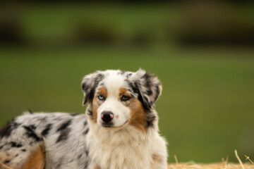 chien de race berger australian dans la nature