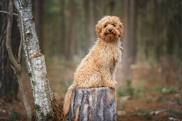 Six month old Cavapoo cute puppy dog sitting on a tree stump in the forest