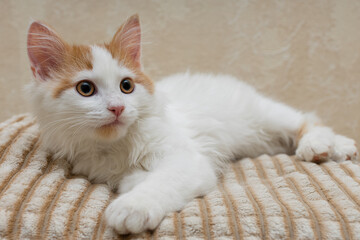 domestic kitten lies on a soft blanket