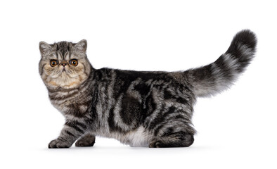 Cute black tabby blotched Exotic Shorthair cat kitten, standing side ways with tail up. Looking...