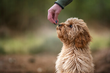Six month old Cavapoo puppy dog smelling a treat