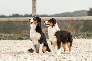 Chien de race berger australien 