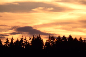 sunset over forest