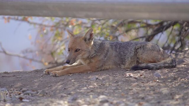 Low Angle View Of Andean Fox Sat On Ground Looking Relaxed