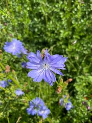Fototapeta premium bee on a flower