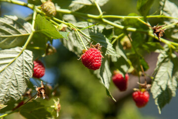 Obraz premium Ripe and unripe raspberry in the fruit garden. Growing natural bush of raspberry. Branch of raspberry in sunlight.