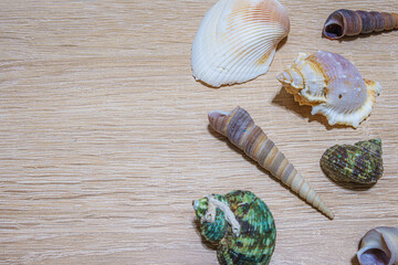 Seashells on wooden background. Copy space available.