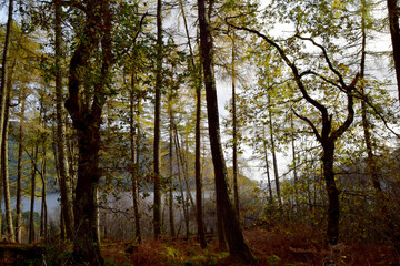 Fototapeta premium autumn forest in the morning