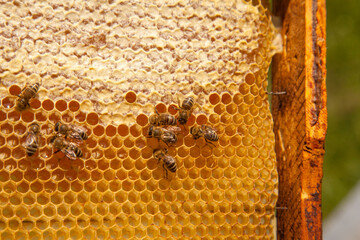 Working bees on the yellow honeycomb with sweet honey..