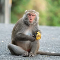 Fotobehang Aap Formosan macaque, Formosan rock monkey also named Taiwanese macaque in the wild.  © RomixImage