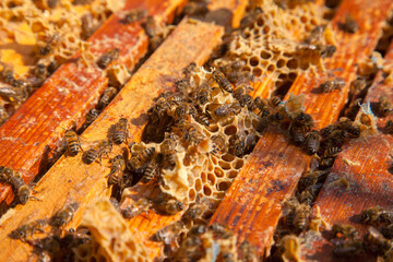 Open hive showing the bees swarming on a honeycomb..