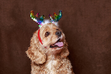 dog breed english cocker spaniel