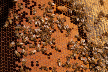 Open hive showing the bees swarming on a honeycomb and big cell with young bee queen..