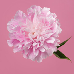 Soft pink peony flower isolated on pink background.