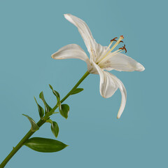 Flower white lily isolated on white background.