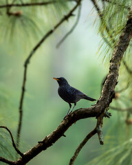 Blue whistling thrush or Myophonus caeruleus perched high on pine tree in natural scenic winter environment or background at foothills of himalaya uttarakhand india asia