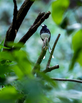 spotted forktail or Enicurus maculatus bird perched on branch in natural green background at manila forest of foothills of himalaya uttarakhand india asia