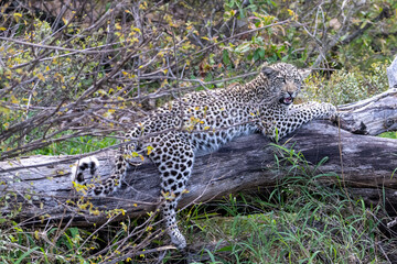 A young leopard (Panthera pardus) in woodland in the Timbavati, South Africa