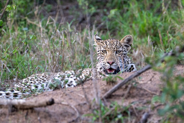 A young leopard (Panthera pardus) in woodland in the Timbavati, South Africa