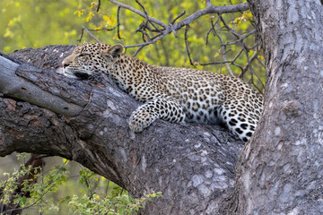 Obraz na płótnie Canvas A young leopard (Panthera pardus) in woodland in the Timbavati, South Africa
