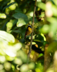 Rufous bellied niltava or Niltava sundara bird perched on branch in jim corbett national park uttarakhand india asia