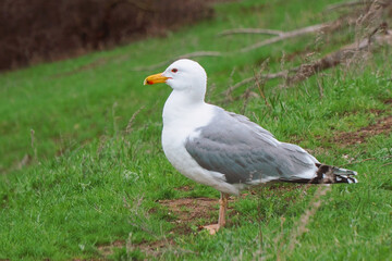 Yellow-legged gulls stand on the road and clean wings and feathers. Larus michahellis