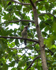 Striated laughingthrush or Garrulax striatus bird closeup perched on tree branch in natural green background in foothills of himalaya uttarakhand india asia