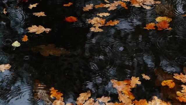 Rain falling on an autumn leaves puddle in slow motion.
Fallen leaves in a puddle during rain. Shot at 100fps.